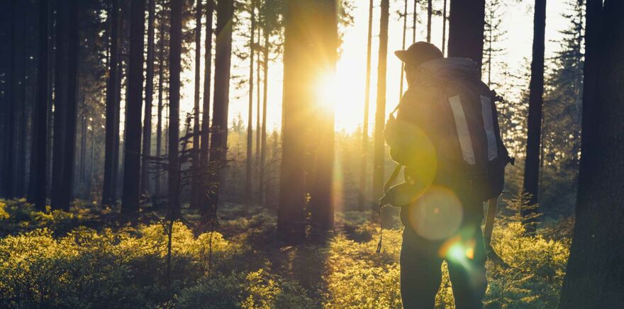 Waldluft enstpannt!