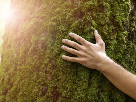 Der achtsame Aufenthalt im Wald begeistert immer mehr Menschen.