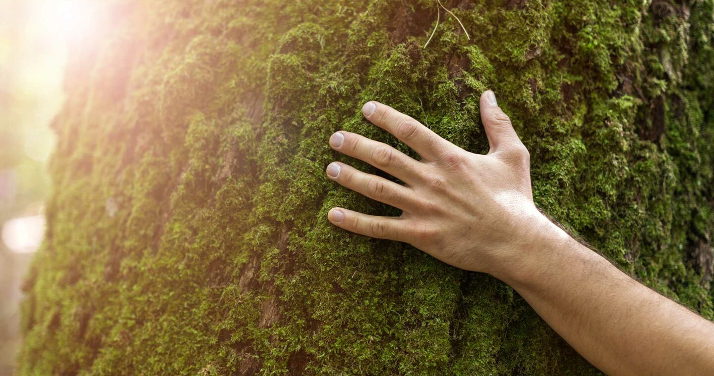 Der achtsame Aufenthalt im Wald begeistert immer mehr Menschen.